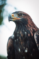 portrait of a eagle