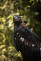 portrait of a eagle