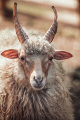 portrait of a sheep