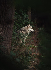 wolf in the woods