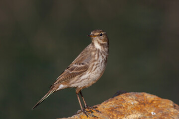 little bird watching on the ground, Water Pipit, Anthus spinoletta
