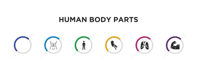 human body parts filled icons with infographic template. glyph icons such as spine bone, human abdomen, standing human body, blood vessel, lungs with the trachea, muscular arm vector.