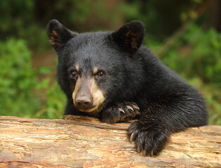 black bear cub peaking over a log