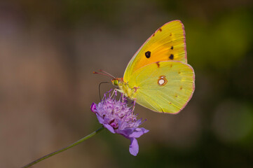 Yellow Glory butterfly on the plant,  Clouded Yellow, Colias crocea