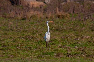 Obraz premium big water bird on the grass, Great Egret, Ardea alba