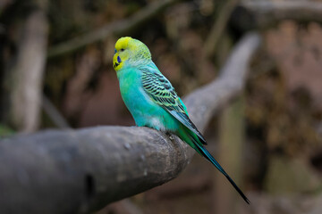 The Budgerigar looks out from the hollow. Melopsittacus undulatus, closeup view. High quality photo