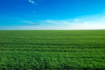 Obraz premium green field and blue sky