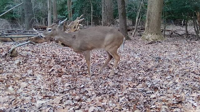 whitetail deer doe in the act of urinating in forest