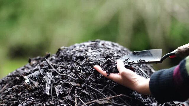 holding compost in a girls hand, feeling a compost pile, turning a compost with a shovel, dark rich woody compost pile, full of soil microorganisms