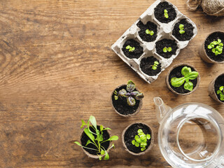 Top view on basil seedlings in biodegradable pots. Copy space on wooden table. Plants germination. Glass watering can and egg carton reused for horticulture needs.
