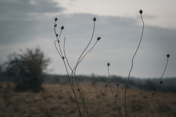 grass in the morning