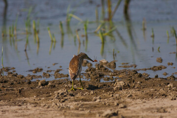large waterfowl in its natural habitat, Squacco Heron, Ardeola ralloides