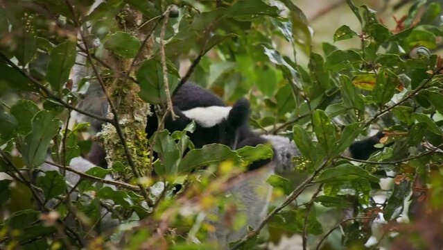 Indri indri - Babakoto the largest lemur of Madagascar has a black and white coat, climbing or clinging, moving through the canopy, herbivorous, feeding on leaves and seeds, fruits and flowers.