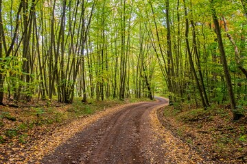Curved single-lane dirt country road through forest in early Autumn. Leaves are beginning to fall and a hint of changing color is seen in the trees as seasons change.
