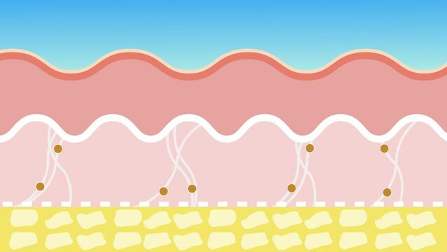 Skin care products and collagen fibers. skin rejuvenation with hyaluronic acid, cream or lotion.