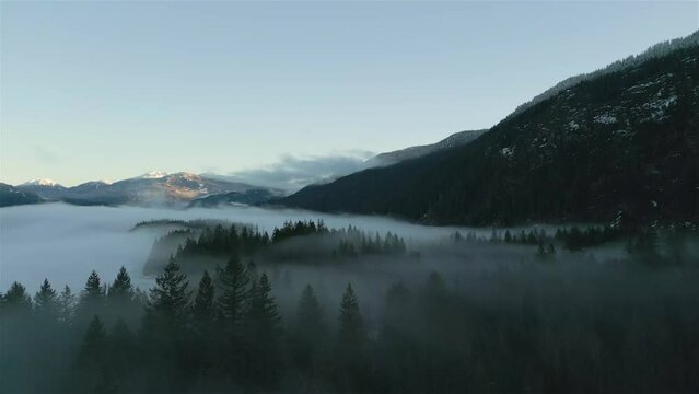 Green Trees in Forest with Fog and Mountains. Winter Sunny Sunrise. Canadian Nature Landscape Background. Near Squamish, British Columbia, Canada.
