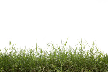 Grass isolated on white background.  - 575387365