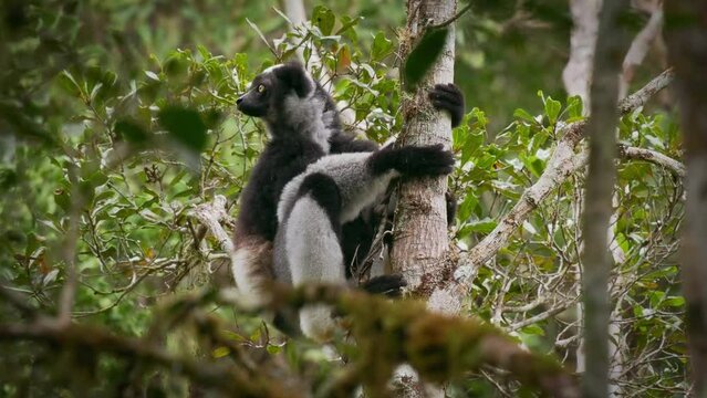Indri indri - Babakoto the largest lemur of Madagascar has a black and white coat, climbing or clinging, moving through the canopy, herbivorous, feeding on leaves and seeds, fruits and flowers.