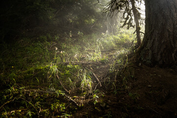 sun rays through the forest