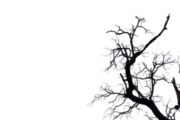 Dead branches , Silhouette dead tree or dry tree  on white background.
- 575387774