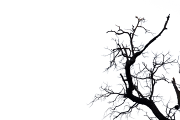 Dead branches , Silhouette dead tree or dry tree  on white background. 
