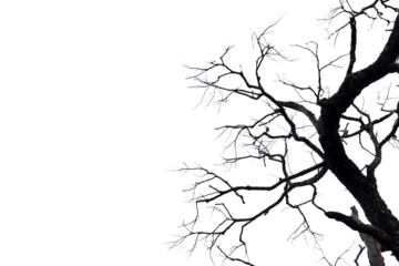 Dead branches , Silhouette dead tree or dry tree  on white background. 
