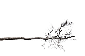 Dead branches , Silhouette dead tree or dry tree  on white background. 
