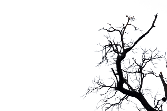 Dead branches , Silhouette dead tree or dry tree  on white background. 
