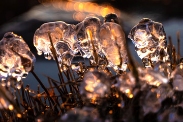 frozen grass in the evening sunlight