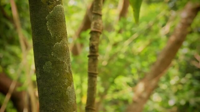Indri indri - Babakoto the largest lemur of Madagascar has a black and white coat, climbing or clinging, moving through the canopy, herbivorous, feeding on leaves and seeds, fruits and flowers.