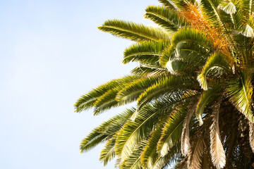 Obraz premium palm tree in the wind with blue sky background
