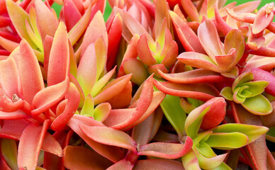 Sedum adolphii Firestorm succulent plant as a natural background for design.Tropical succulents, decorative houseplants concept.Selective focus.