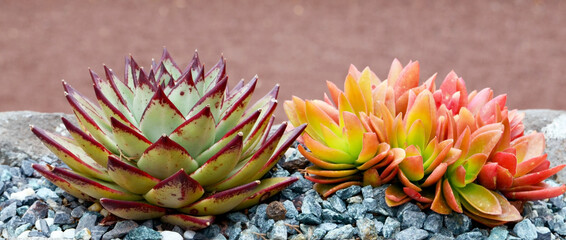 Sempervivum tectorum and Sedum adolphii Firestorm succulent plant in the garden.Tropical succulents, decorative houseplants concept.
Selective focus.