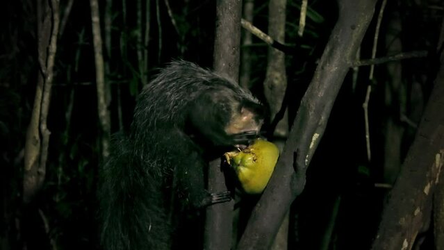 Aye-aye - Daubentonia madagascariensis long-fingered nocturnal lemur, strepsirrhine primate native to Madagascar with rodent-like teeth that perpetually grow and a special thin middle finger. 