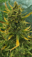 Cannabis Texture Marijuana Leaf Pile Background