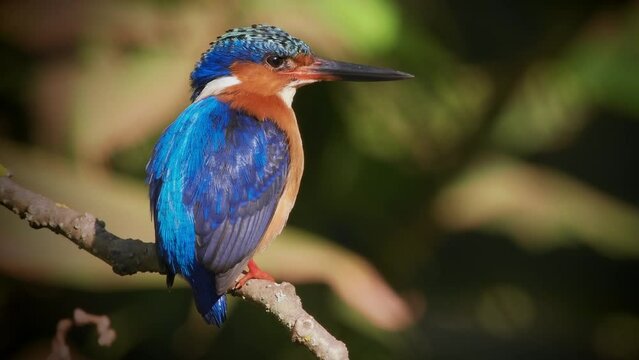 Malagasy or Madagascar Kingfisher - Corythornis vintsioides blue bird in Alcedinidae in Madagascar, Mayotte and the Comoros, natural habitat is subtropical or tropical mangrove forests. 