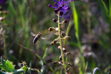 bee on a flower
