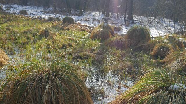 Silesian spring landscape - river side