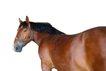 portrait of a thoroughbred horse isolated on a white