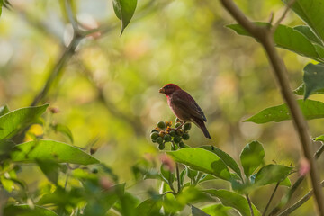 Common rosefinch (Carpodacus erythrinus) or scarlet rosefinch at Munnar, Kerala, India.