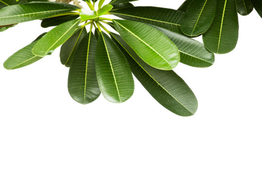 Frangipani or Plumeria leaf  isolated on white.