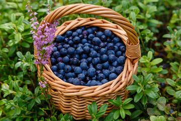 Fototapeta na wymiar Wild blueberry berries in a wicker basket on the forest. Natural organic products