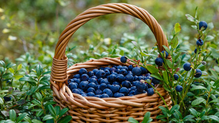 Fototapeta na wymiar Wild blueberry berries in a wicker basket on the forest. Natural organic products