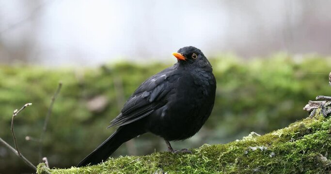 Common Blackbird Turdus merula is Sitting on the Tree Branch. Early Spring.