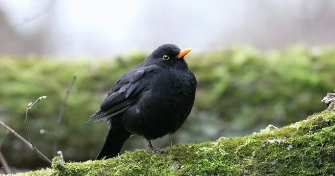 Common Blackbird Turdus merula is Sitting on the Tree Branch. Early Spring.