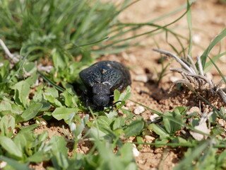 A female of a large black beetle without wings on a sunny spring day. A poisonous beetle with a soft belly on stony soil among green grass. Meloe proscarabaeus in its natural environment.