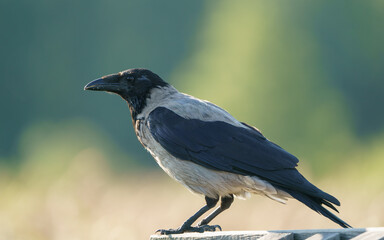A Hooded Crow perches on a fence