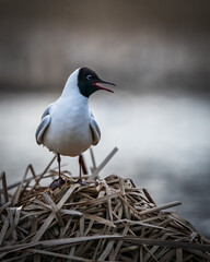 Black Headed Gull perching on a pile of reed