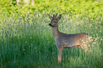 Naklejka na ściany i meble Roe deer standing on the meadow
