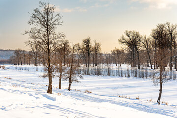 Fototapeta na wymiar Oak grove on a frosty winter day
